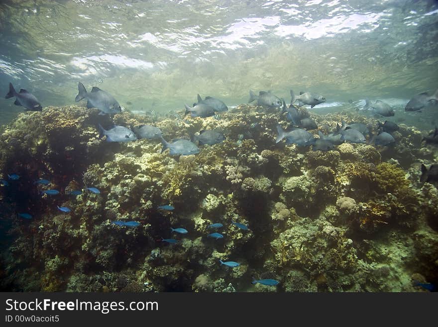 Black and white snapper (Macolor niger) taken in Middle Garden.