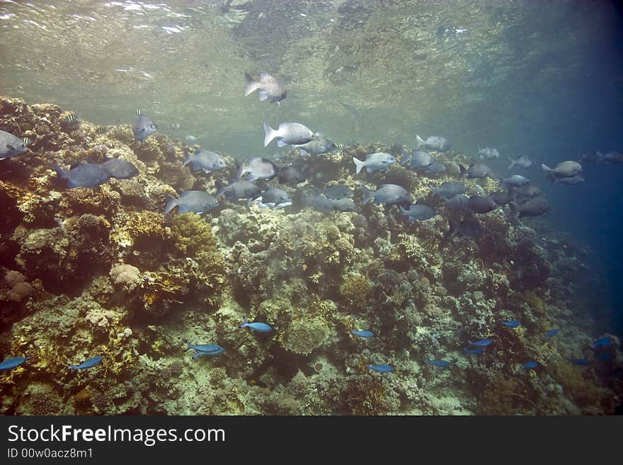 Black and white snapper (Macolor niger)