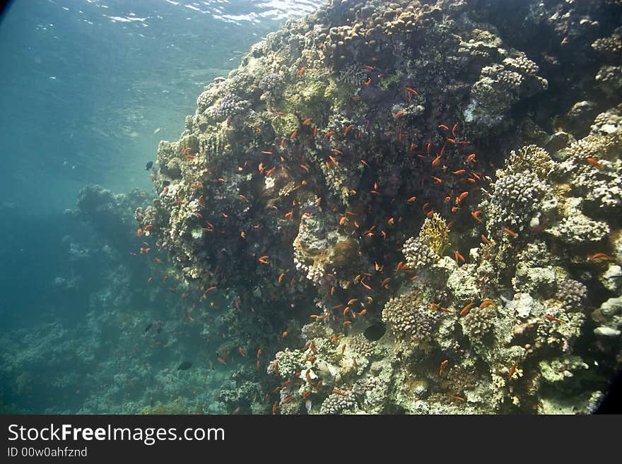 Coral and fish taken in Middle Garden.