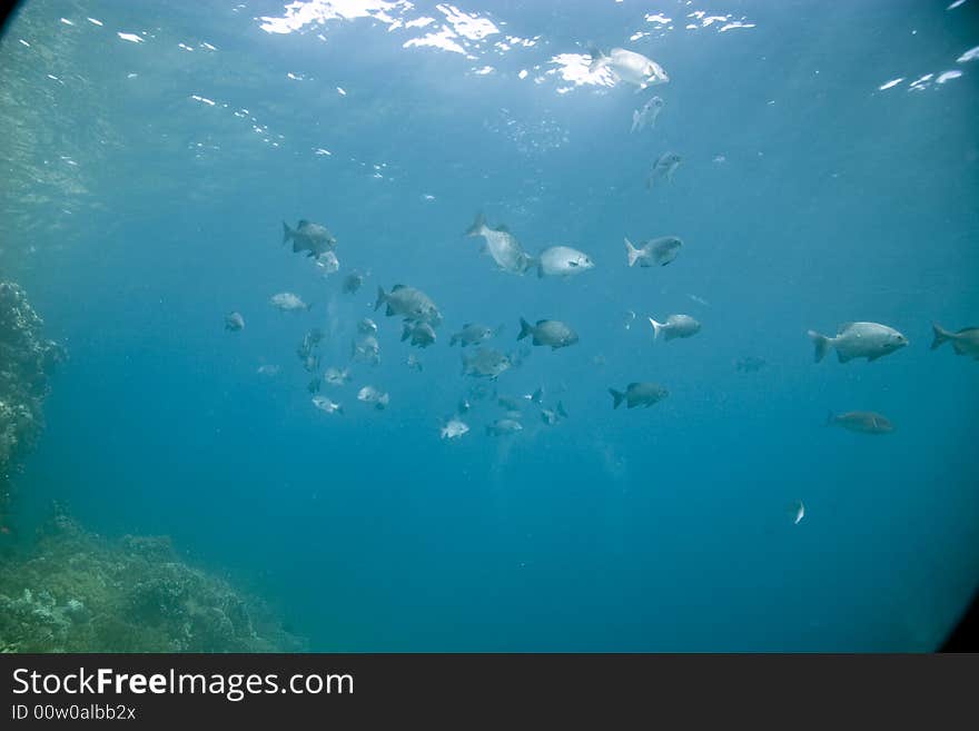 Black and white snapper (Macolor niger)