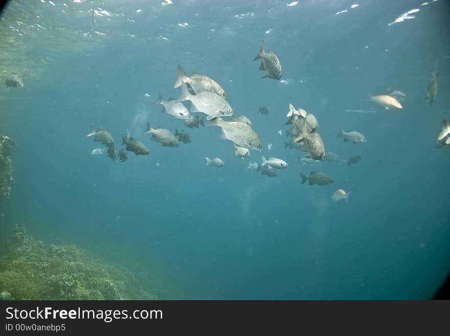 Black and white snapper (Macolor niger)