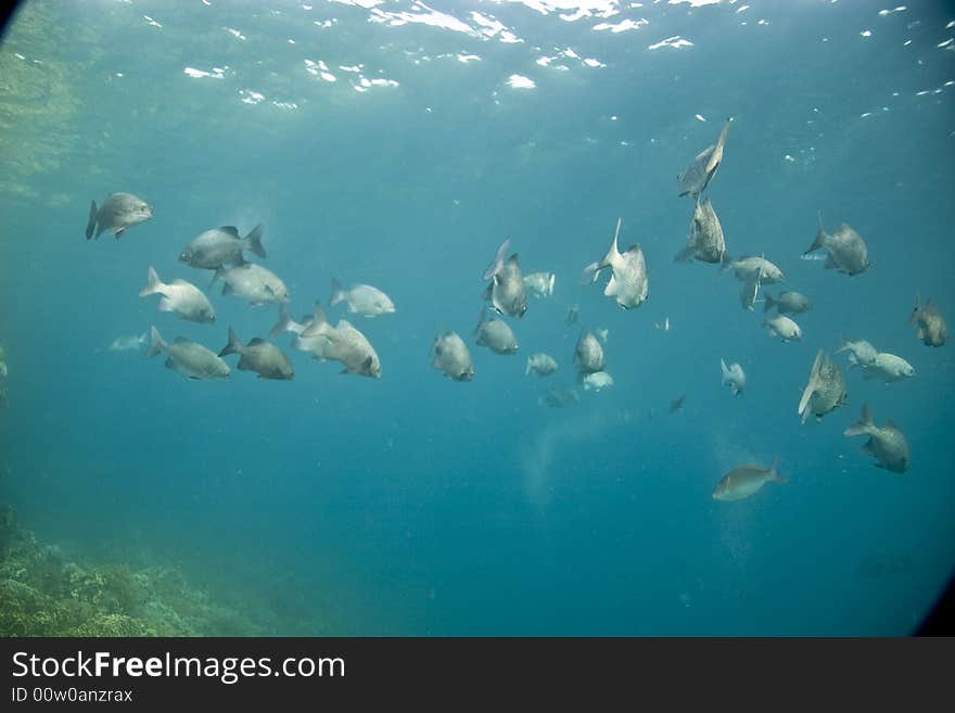 Black and white snapper (Macolor niger)