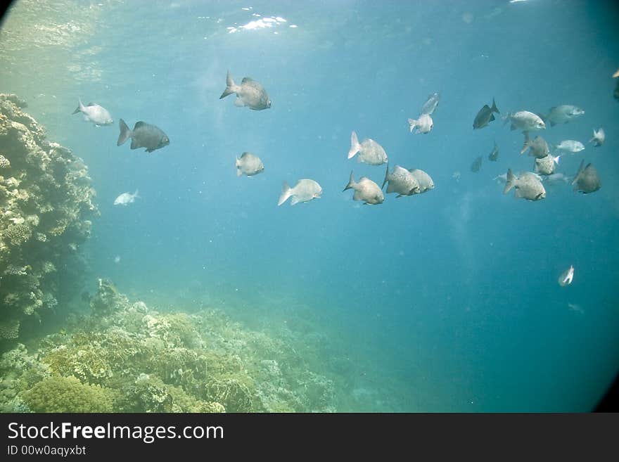 Black And White Snapper (Macolor Niger)