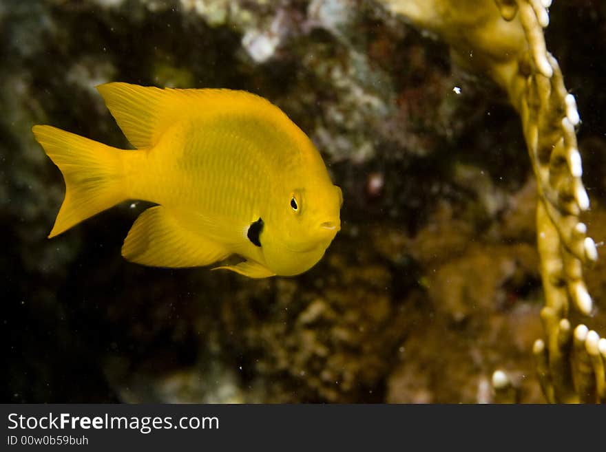 Sulphur damsel (pomacentrus sulfureus)