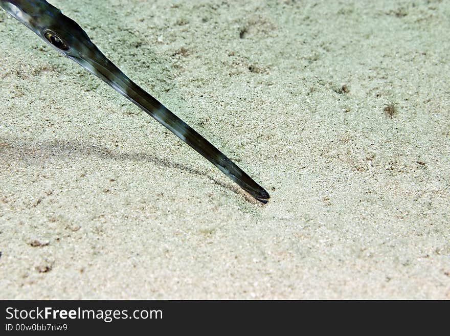 Smooth cornetfish (fistularia commersonii)