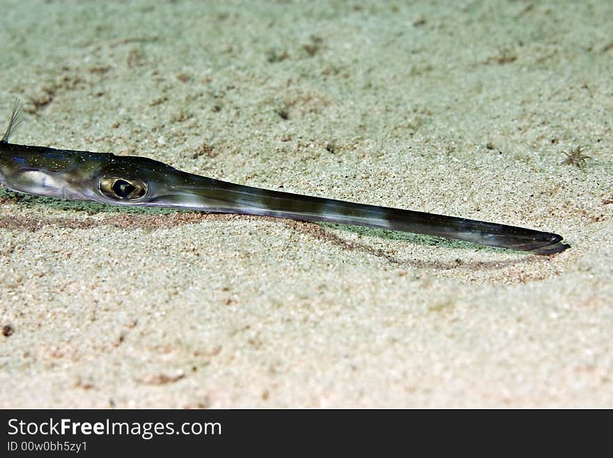 Smooth cornetfish (fistularia commersonii) taken in Middle Garden.