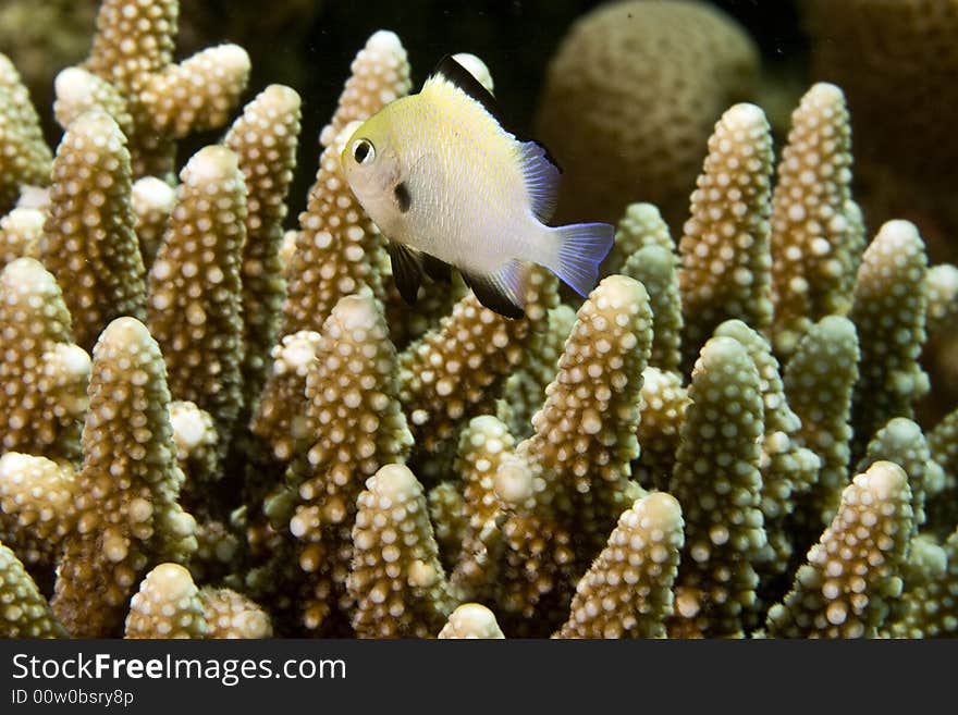 Red sea dascyllus (dascyllus marginatus) taken in Middle Garden.