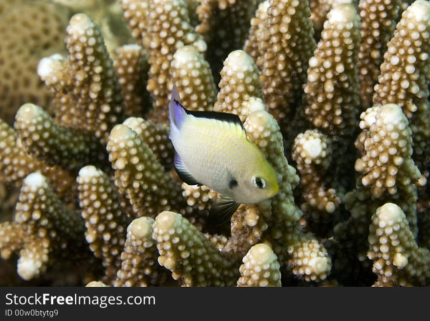 Red sea dascyllus (dascyllus marginatus)