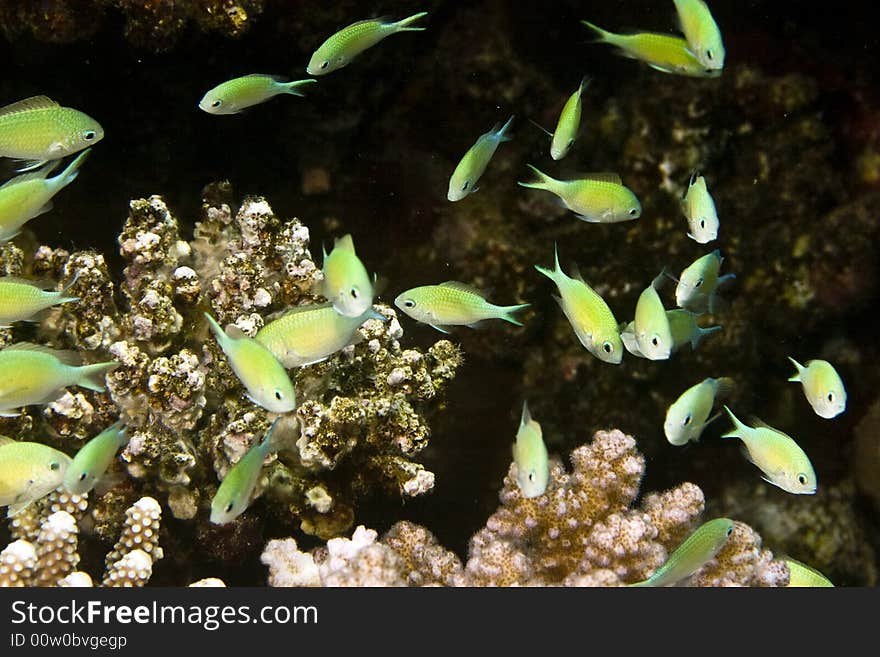 Bluegreen chromis (chromis viridis)taken in Middle Garden.