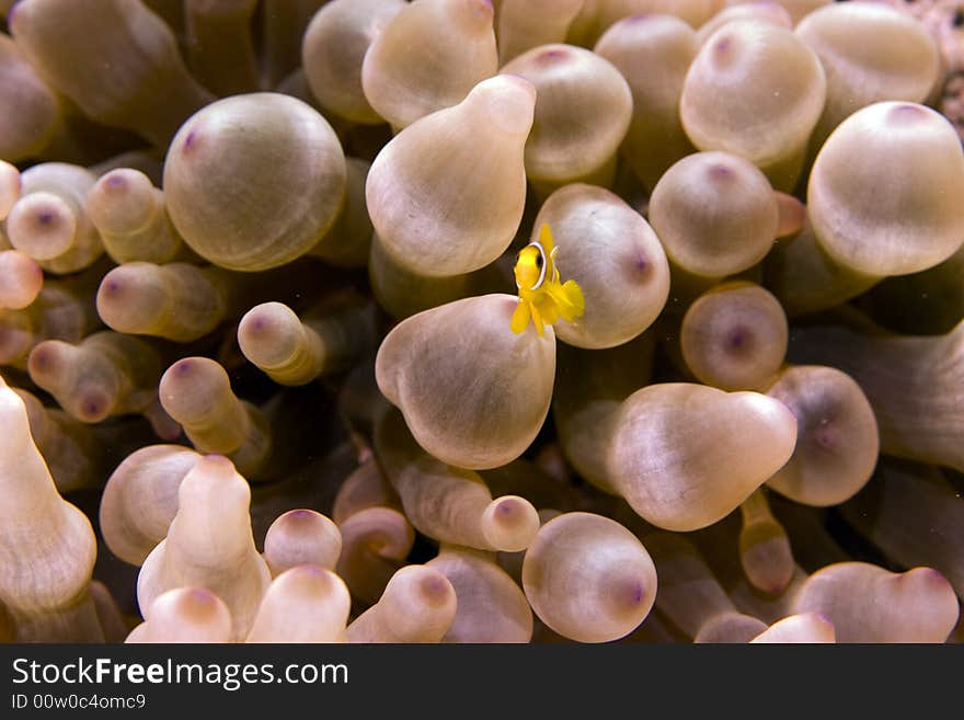 Red sea anemonefish juv. (Amphipiron bicinctus)