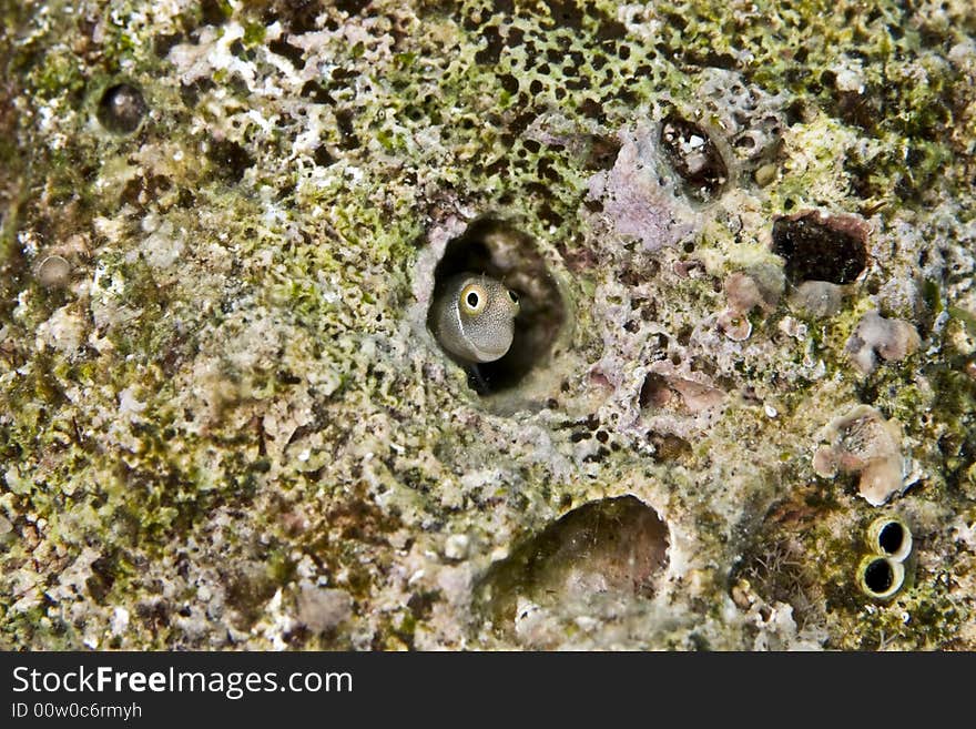 dentex blenny (escensius dentex) taken in Middle Garden.