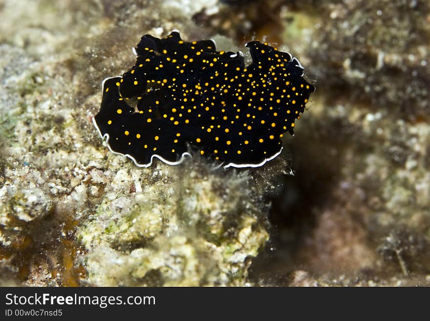 Gold dotted flatworm (thysanozoon sp.)