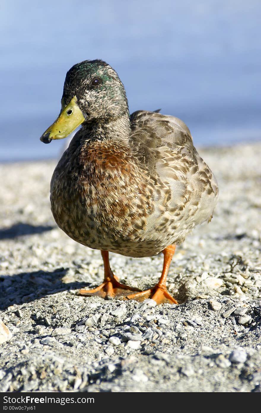 Curious Duck