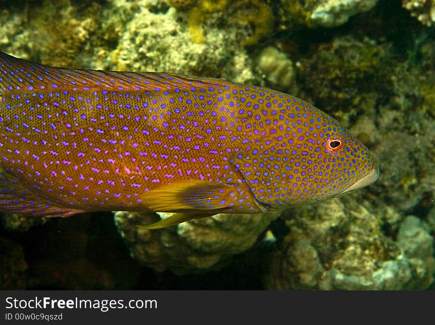 Lyretail grouper (variola louti) taken in Middle Garden.