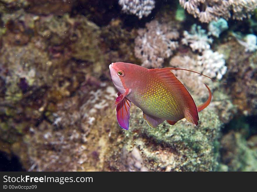 Lyretail anthias (pseudanthias squamipinnis) taken in Middle Garden.