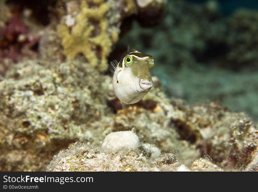 Crowned toby (canthigaster coronata)