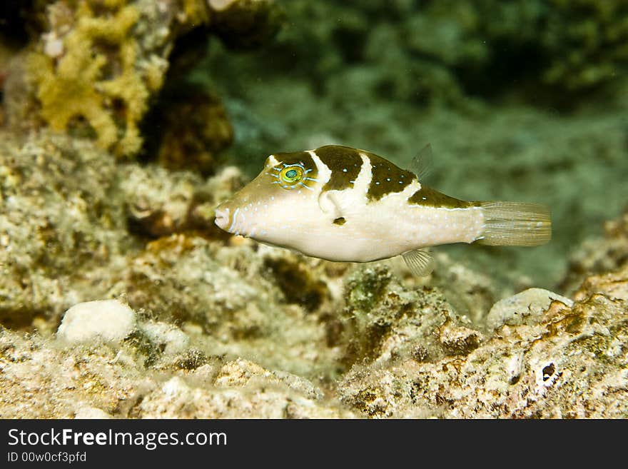 Crowned toby (canthigaster coronata)taken in Middle Garden.