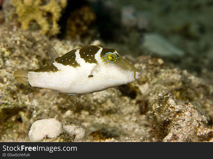 Crowned toby (canthigaster coronata)