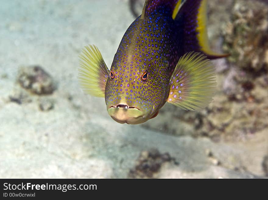 Lyretail grouper (variola louti) taken in Middle Garden.