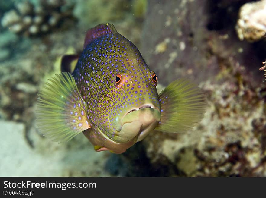 Lyretail grouper (variola louti)