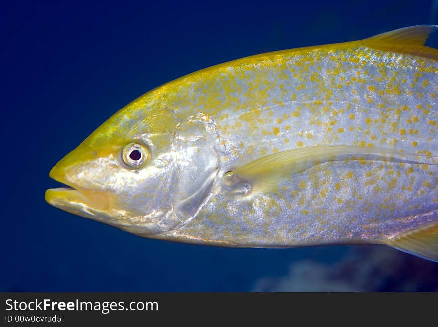 Orangespotted trevally (carangoides bajad)