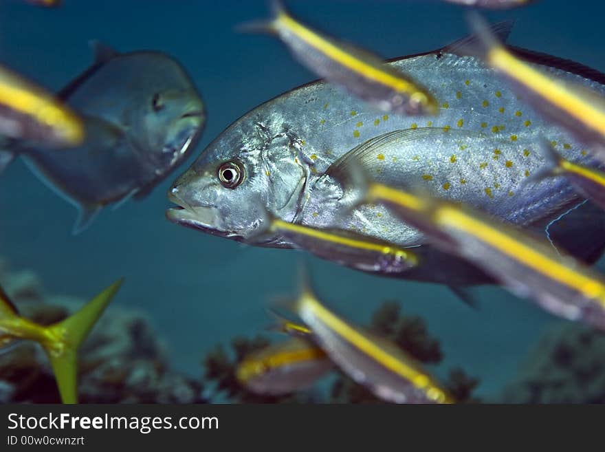 Orangespotted trevally (carangoides bajad) taken in Middle Garden.