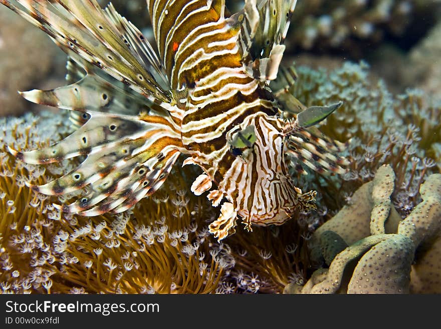 Common lionfish (pterois miles) taken in Middle Garden.