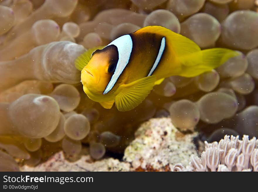 Bubbleanemone and anemonefish