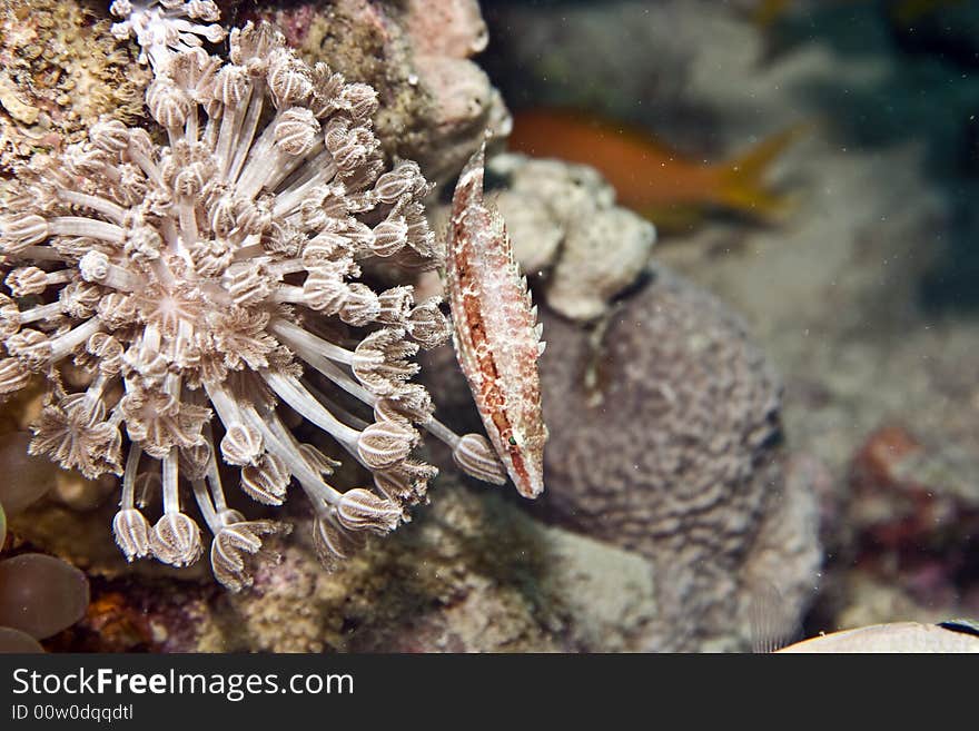 Longnose hawkfish (cirrhitus pinnulatus) taken in Middle Garden.