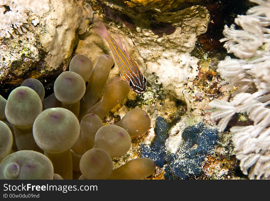 Yellow-striped cardinalfish ( apogon cyanosoma) taken in Middle Garden.