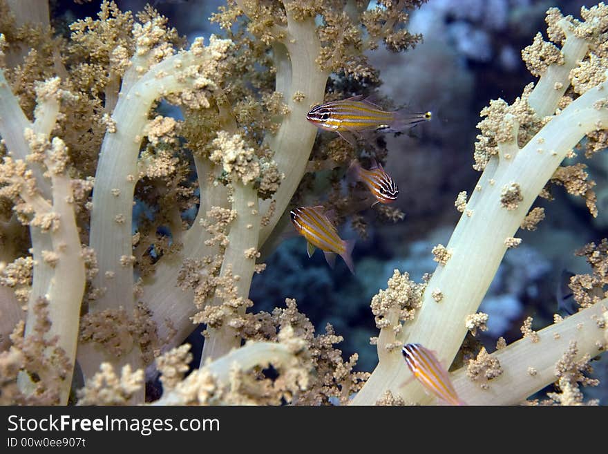 Yellow-striped cardinalfish ( apogon cyanosoma) taken in Middle Garden.