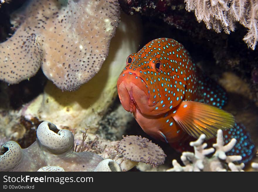 Coral hind (cephalopholis miniata)