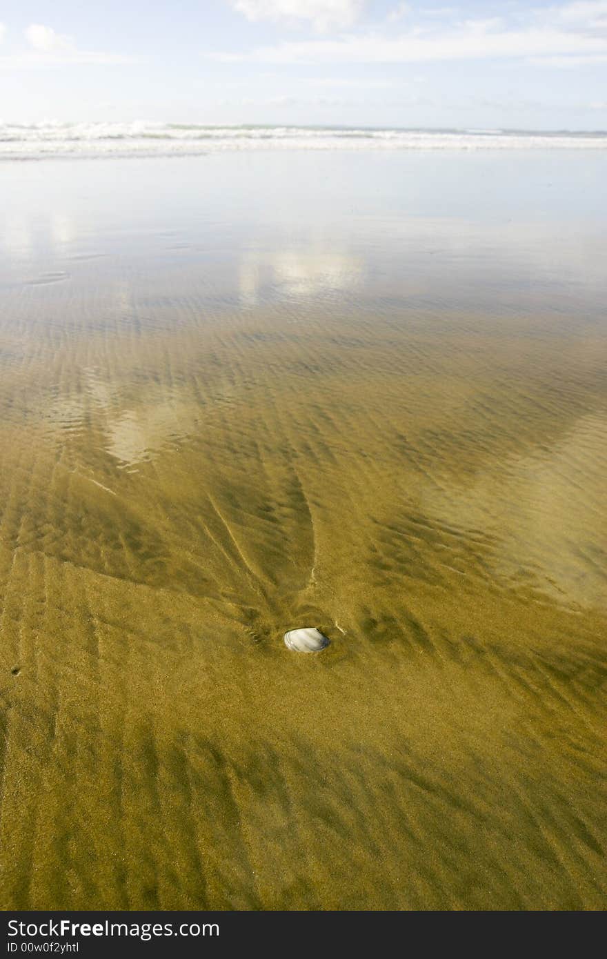 The glassy wet surface of the sand on a flat beach exposes a seashell. The glassy wet surface of the sand on a flat beach exposes a seashell