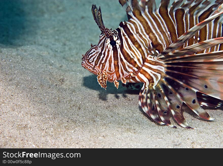 Common lionfish (pterois miles) taken in Middle Garden.