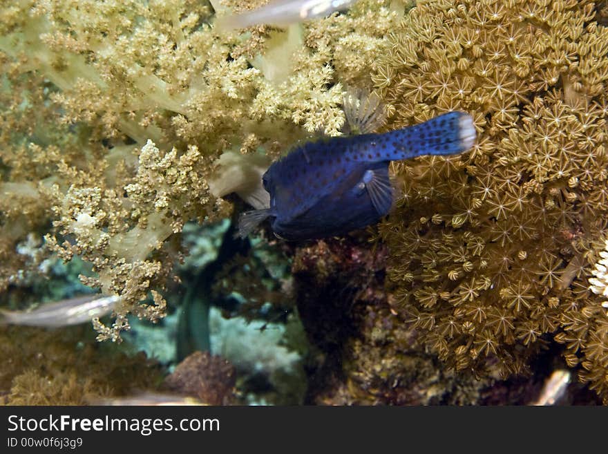 Bluetail Trunkfish (ostracion Cyanurus)