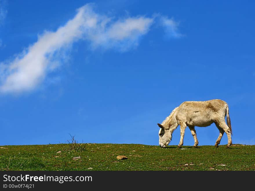 An image of a white donkey eating grass