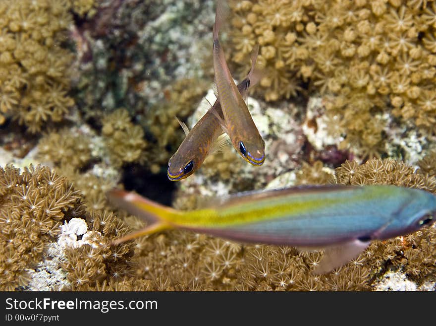 Yellow-striped cardinalfish ( apogon cyanosoma)