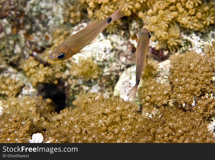 Yellow-striped cardinalfish ( apogon cyanosoma)