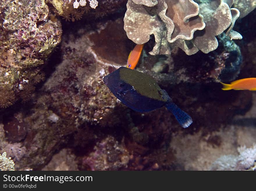 Bluetail trunkfish (ostracion cyanurus)