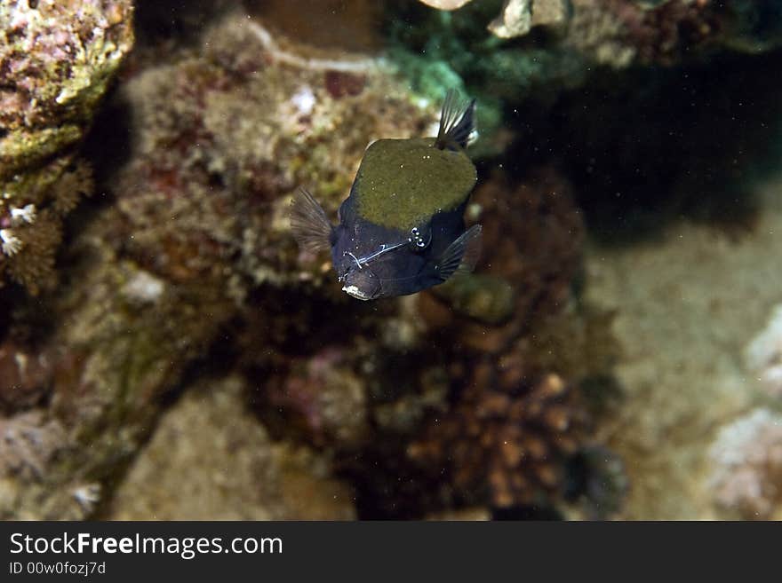 Bluetail trunkfish (ostracion cyanurus)
taken in Middle Garden.