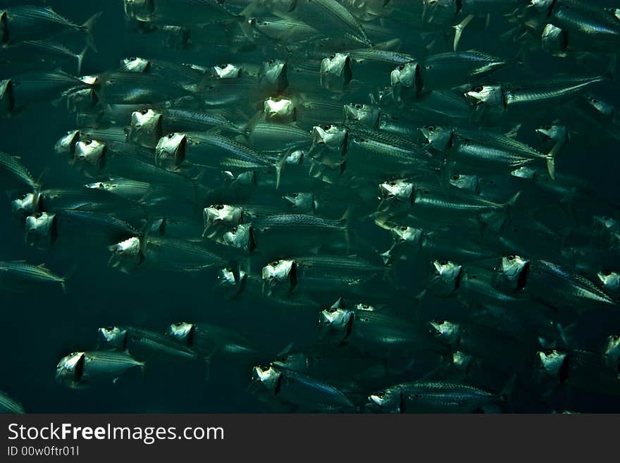 Striped Mackerel (rastrelliger Kanagurta)