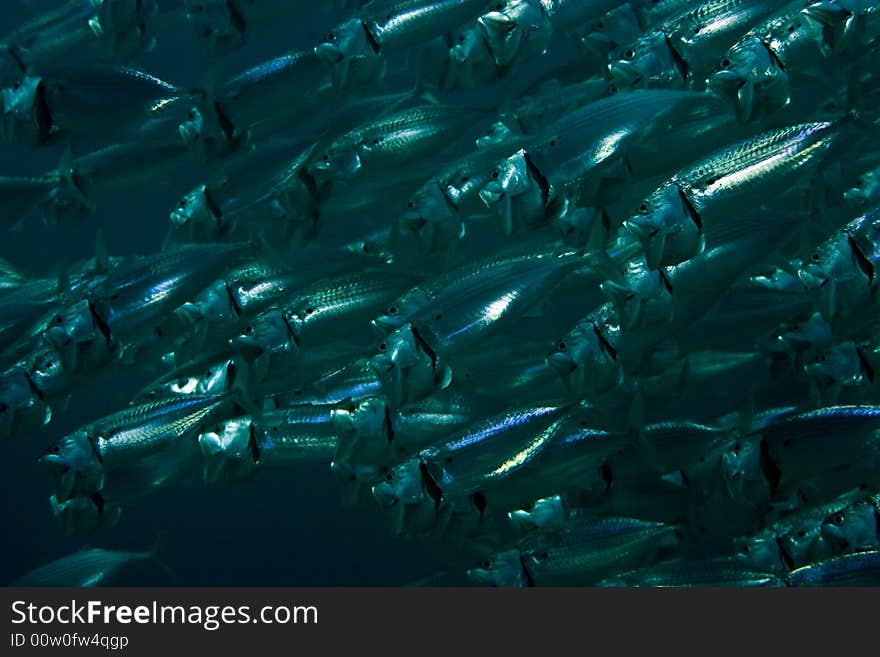 Striped mackerel (rastrelliger kanagurta)