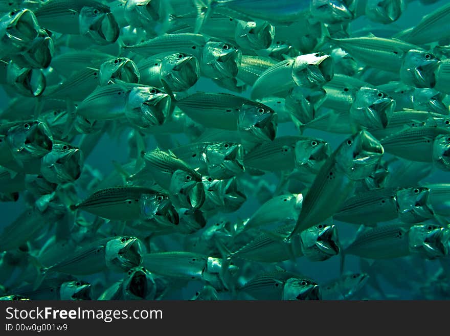 Striped Mackerel (rastrelliger Kanagurta)