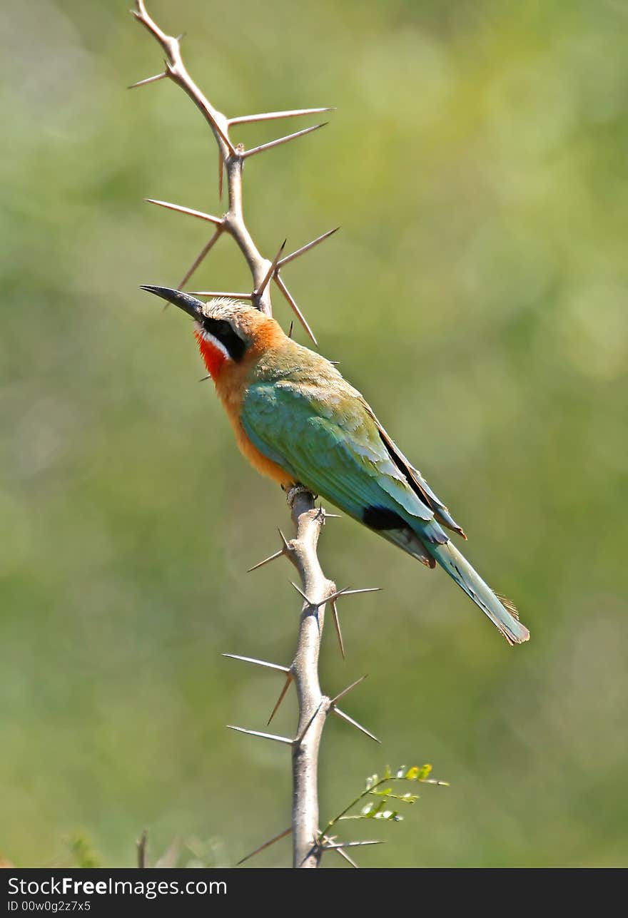 White fronted bee eater taken near lower sabie in the kruger national park