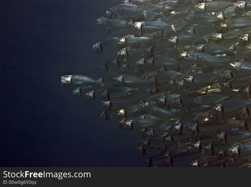 Striped mackerel (rastrelliger kanagurta)