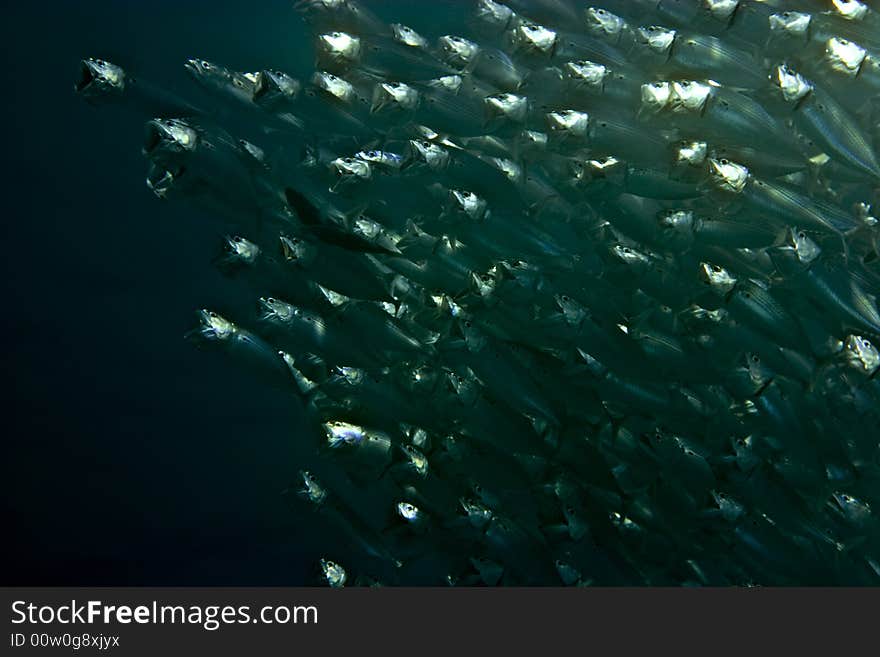 Striped mackerel (rastrelliger kanagurta) taken in Middle Garden.