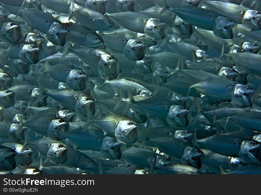 Striped mackerel (rastrelliger kanagurta)