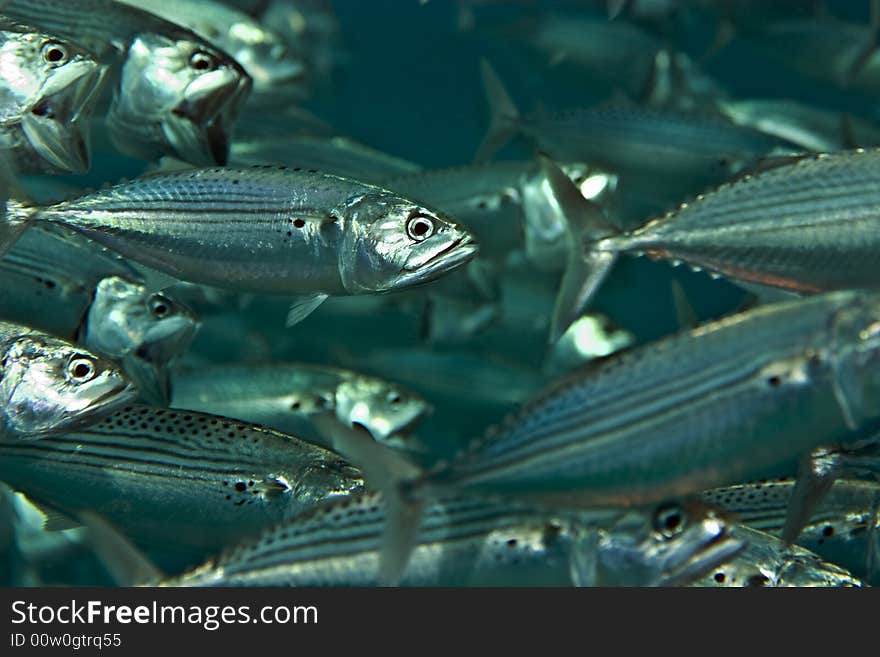 Striped mackerel (rastrelliger kanagurta)