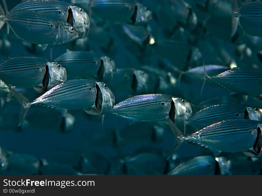 Striped mackerel (rastrelliger kanagurta) taken in Middle Garden.