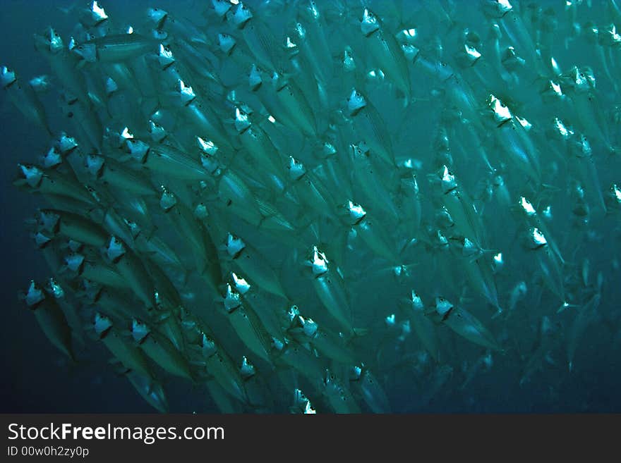 Striped mackerel (rastrelliger kanagurta) taken in Middle Garden.